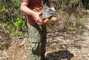 Zanzibar: estrelas-do-mar, Lagoa Azul, Borboletas e Floresta de Jozani