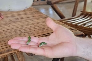 Zanzibar: estrelas-do-mar, Lagoa Azul, Borboletas e Floresta de Jozani