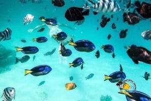 Zanzibar : Starfish Beach, Blue Lagoon et The Rock Tour