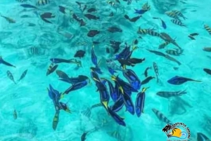 Zanzibar : Starfish Beach, Blue Lagoon et The Rock Tour