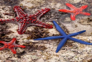 Sansibarilta: Meritähti, Sininen laguuni ja The Rock -ravintola