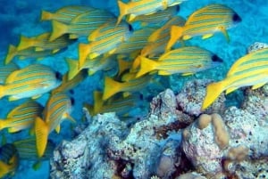 Sansibarilta: Meritähti, Sininen laguuni ja The Rock -ravintola