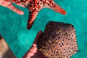 ザンジバル：ヒトデ、シュノーケリング、ブルーラグーンアドベンチャーをお楽しみください