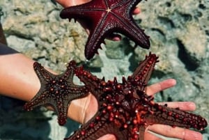 ザンジバル：ヒトデ、シュノーケリング、ブルーラグーンアドベンチャーをお楽しみください