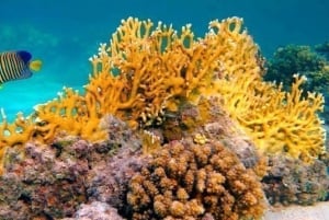 Zanzibar: stelle marine, snorkeling e avventura nella Laguna Blu