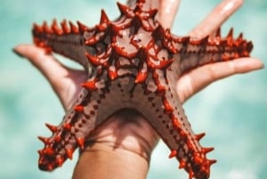 Zanzibar: stelle marine, snorkeling e avventura nella Laguna Blu