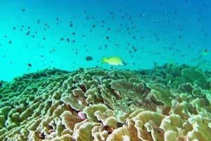 Zanzibar: stelle marine, snorkeling e avventura nella Laguna Blu