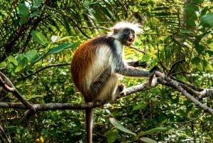 Sansibar: Steinstadt und Jozani Forest Tour