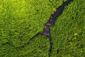 Sansibar: Kivikaupunki, historia ja Jozanin metsä Opastettu kierros