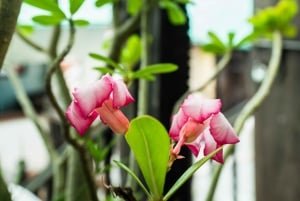 Sansibar: Kivikaupunki, historia ja Jozanin metsä Opastettu kierros