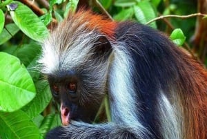 ZANZÍBAR: Stone Town y el bosque de Jozani Tour guiado