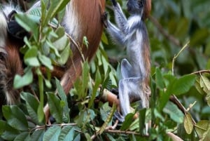 ZANZÍBAR: Stone Town y el bosque de Jozani Tour guiado
