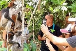 ZANZÍBAR: Stone Town y el bosque de Jozani Tour guiado