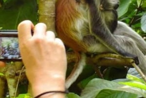 ZANZÍBAR: Stone Town y el bosque de Jozani Tour guiado