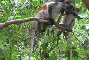 ZANZÍBAR: Stone Town y el bosque de Jozani Tour guiado