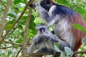 ZANZÍBAR: Stone Town y el bosque de Jozani Tour guiado