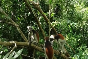 ZANZÍBAR: Stone Town y el bosque de Jozani Tour guiado