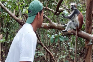 ZANZÍBAR: Stone Town y el bosque de Jozani Tour guiado