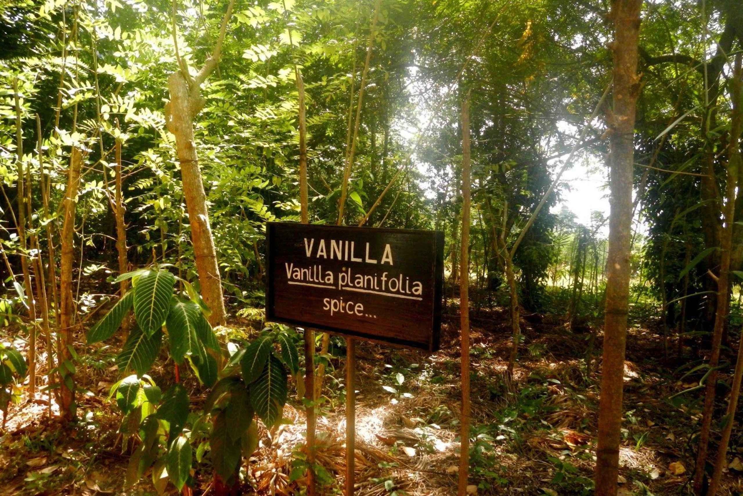 ザンジバル：ストーンタウン市内観光とスパイス農園（ランチ付き）