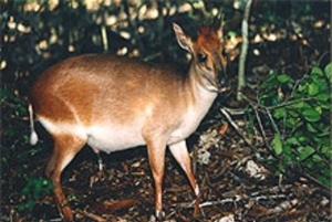 Zanzibar : visite citadine de la Ville de pierre et faune de la forêt de Jozani