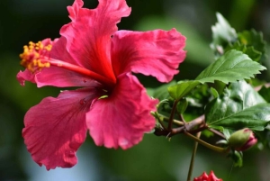 Zanzibar: Stone Town Guided Walking Tour with Hotel Pickup