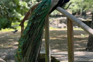 ZANZIBAR: Kamienne Miasto, Prison Island i Nakupenda