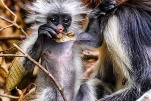 Zanzibar: spostrzeżenia na temat kamiennego miasta i eksploracja lasu Jozani