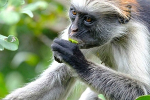 Zanzibar: spostrzeżenia na temat kamiennego miasta i eksploracja lasu Jozani