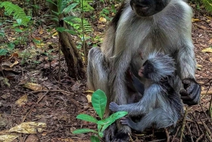 Zanzibar: spostrzeżenia na temat kamiennego miasta i eksploracja lasu Jozani