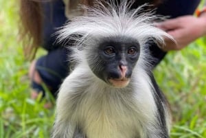 Zanzibar: spostrzeżenia na temat kamiennego miasta i eksploracja lasu Jozani