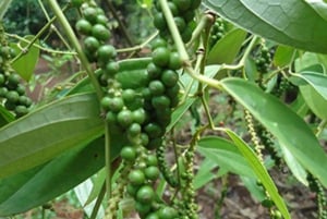 Tour por la granja de especias, bosque de Jozani, cueva de Salaam y playa de Mtende