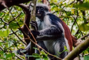 Zanzibar: Stone Town, Jozani-skogen og svømming med skilpadder