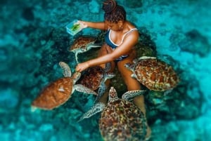 Zanzibar: Stone Town, Jozani-skogen og svømming med skilpadder