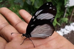 Zanzibar: Rundtur i Stone Town, Jozani Forest og Butterfly Centre