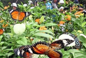 Zanzibar: Rundtur i Stone Town, Jozani Forest og Butterfly Centre