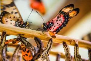 Zanzibar: Rundtur i Stone Town, Jozani Forest og Butterfly Centre