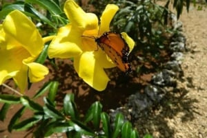 Zanzibar: Rundtur i Stone Town, Jozani Forest og Butterfly Centre