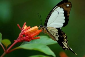 Zanzibar: Rundtur i Stone Town, Jozani Forest og Butterfly Centre