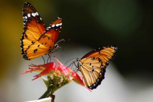 Zanzibar: Rundtur i Stone Town, Jozani Forest og Butterfly Centre