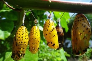 Zanzibar: Rundtur i Stone Town, Jozani Forest og Butterfly Centre