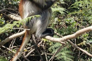 Zanzibar: Rundtur i Stone Town, Jozani Forest og Butterfly Centre