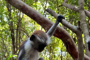 ZANZIBAR: Stone Town, Jozani-skogen og Kuza-hulen