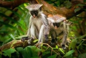 ZANZIBAR: Stone Town, foresta di Jozani, grotta di Salaam e The Rock