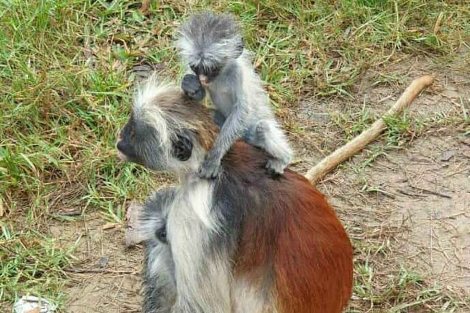 Zanzibar: Stone Town, Jozanin metsä ja merikilpikonnien suojelualue