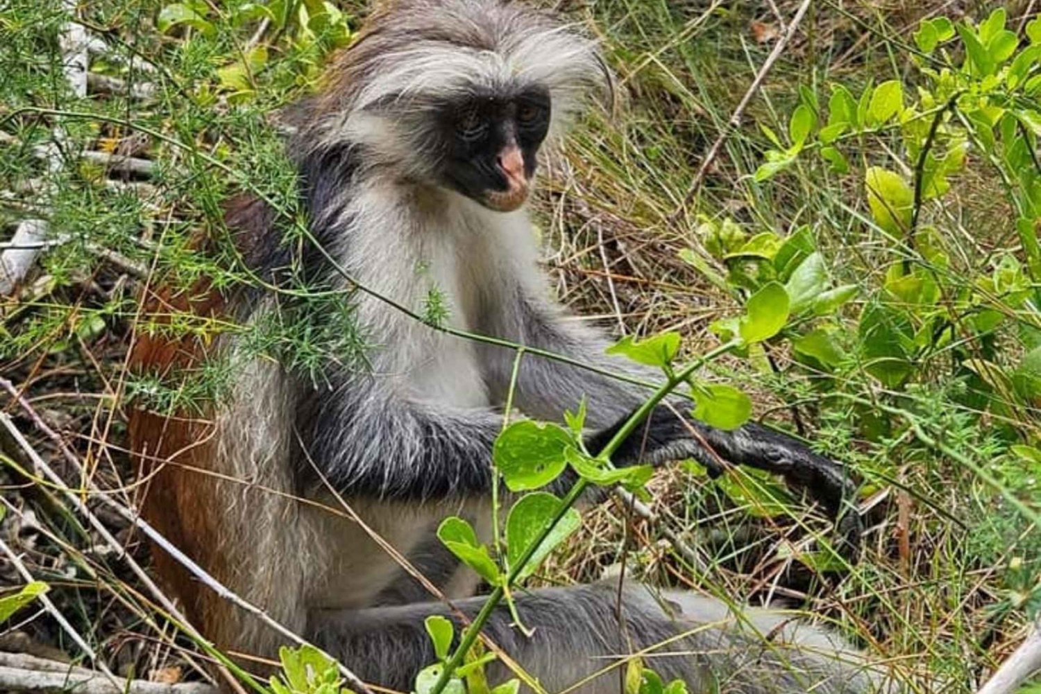 Zanzibar: Stone Town, Jozanin metsä ja merikilpikonnien suojelualue