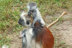 Zanzibar: Stone Town, Jozanin metsä ja merikilpikonnien suojelualue