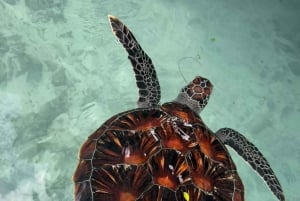 Zanzibar: Stone Town, Jozanin metsä ja merikilpikonnien suojelualue