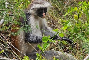 Zanzibar: Stone Town, Jozani-bos en zeeschildpaddenreservaat