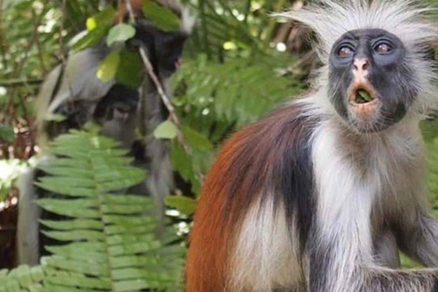 Zanzibar: Kamienne Miasto, las Jozani, żółwie morskie i Rock Restaurant