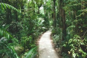 Zanzibar: Stone Town, Jozani-skogen og svømming med skilpadder